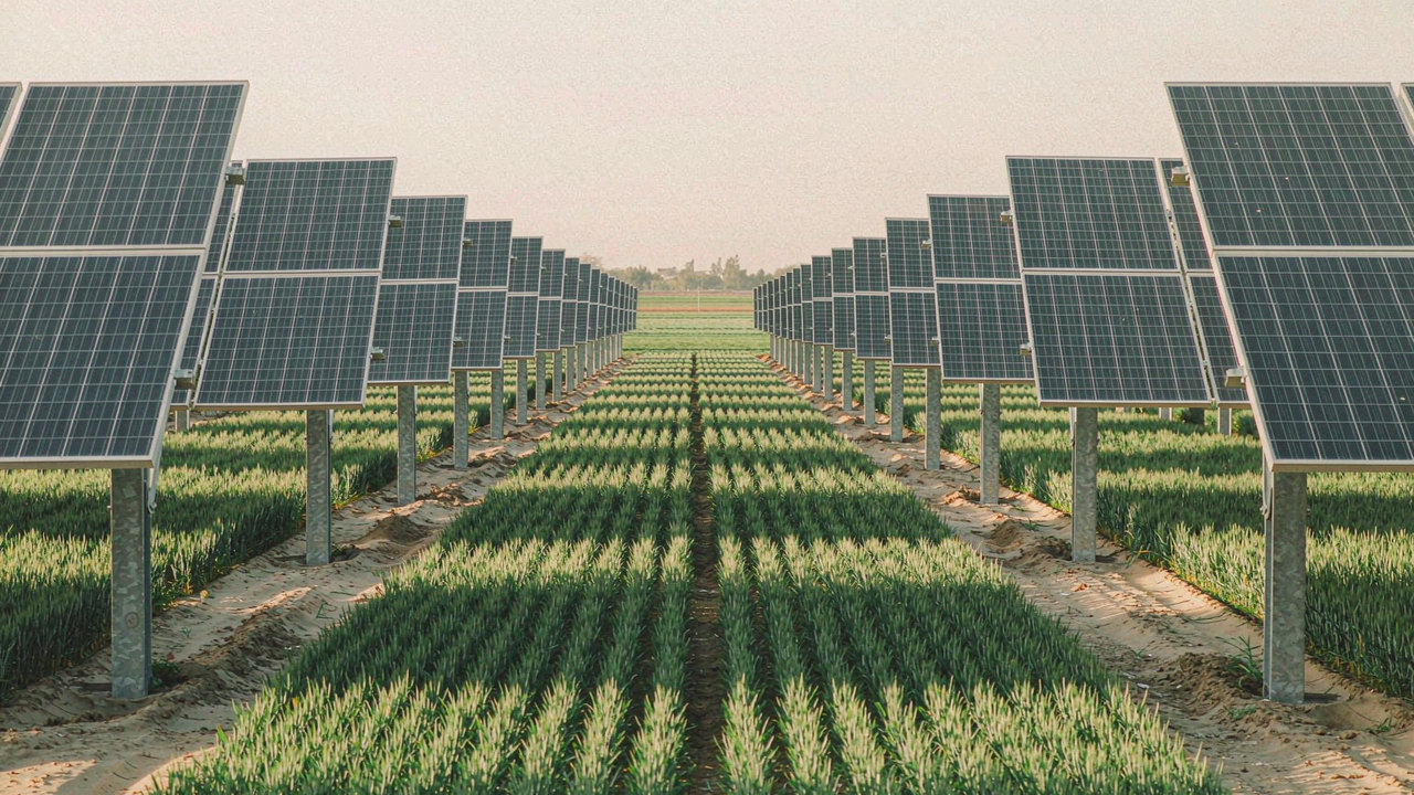 Young wheat growing in tidy rows between agrivoltaic panel rows