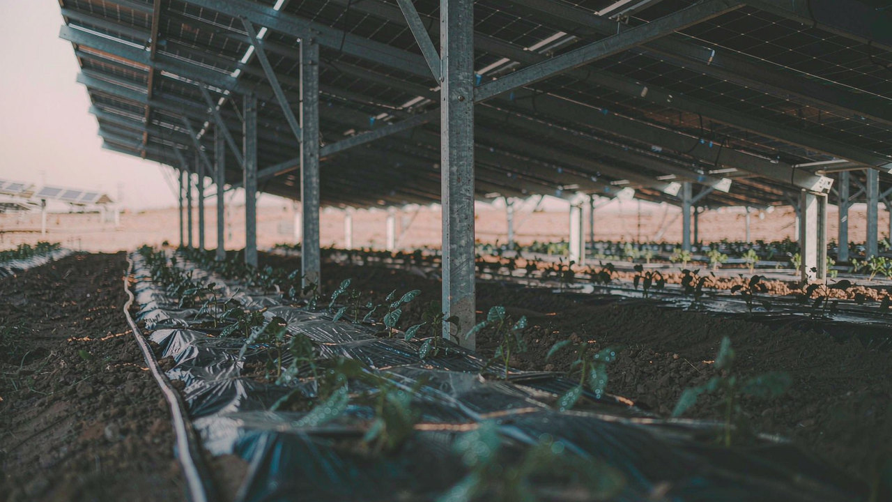 Mulched beds with subsurface drip tape and young seedlings beneath the panels