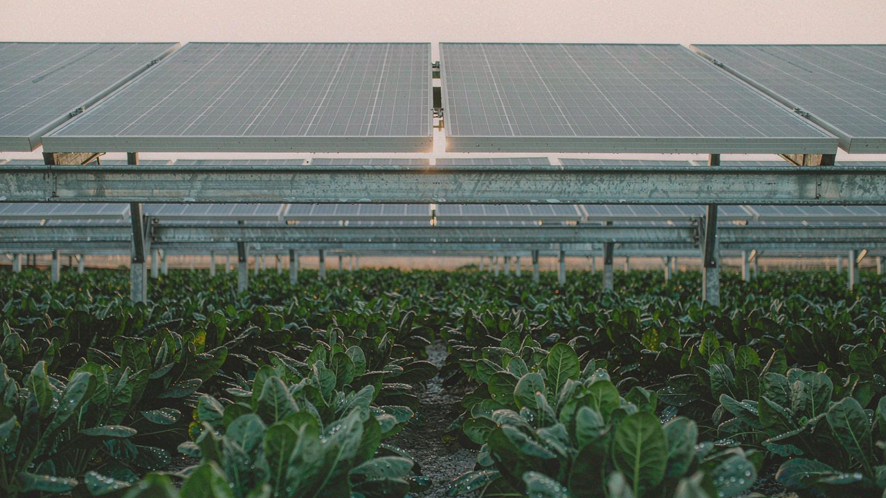 Rows of leafy green lettuce thriving under the panel canopy