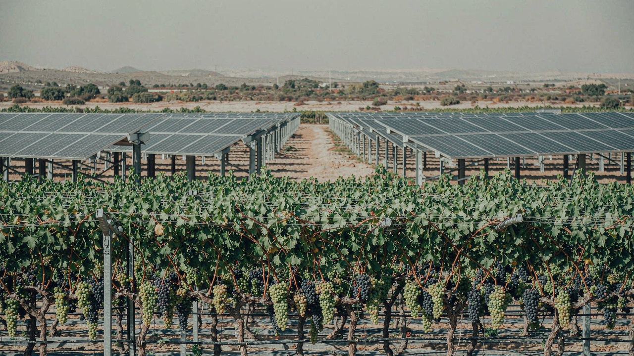 Grapevine trellis rows growing between the photovoltaic panel rows