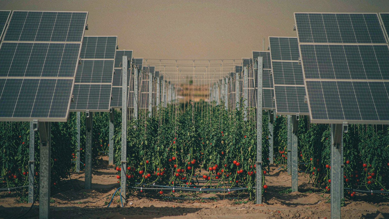 High-wire tomato plants with ripe trusses under the panel array