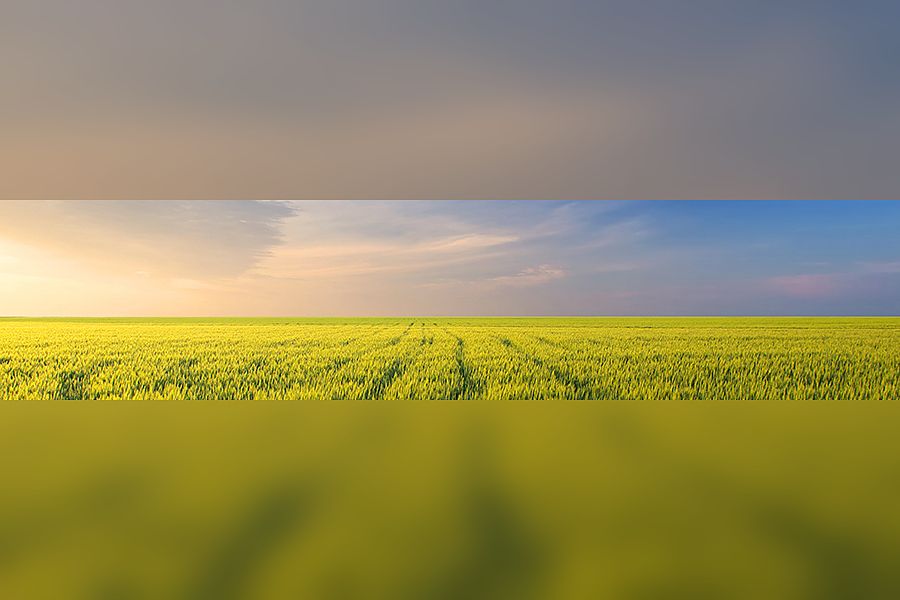 Golden wheat fields