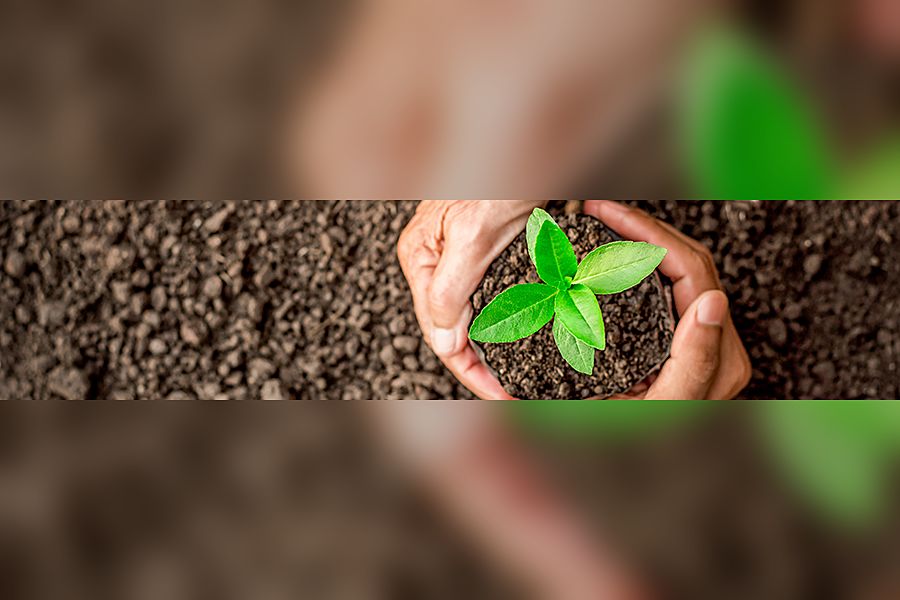Seedling cultivation