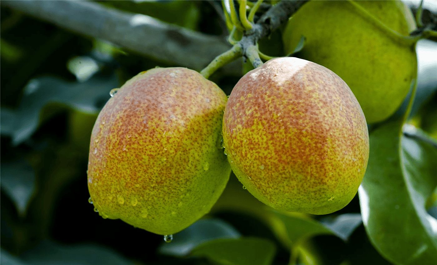 Ripe Korla fragrant pears