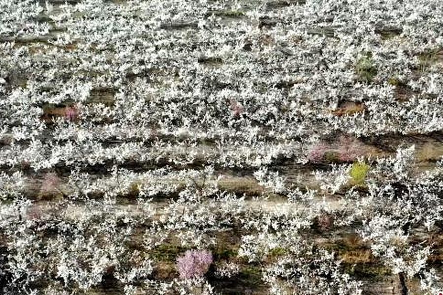 Pear-blossom orchard aerial