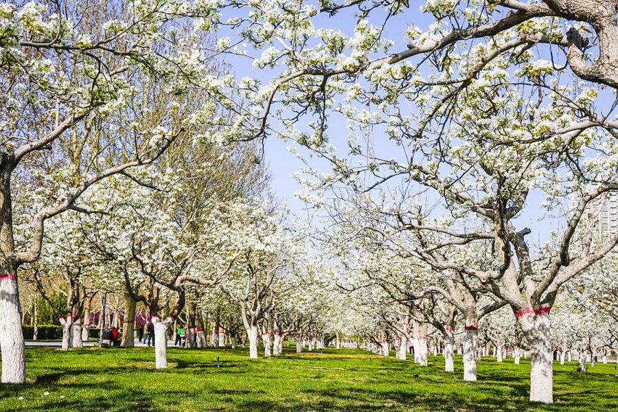 Blossom avenue