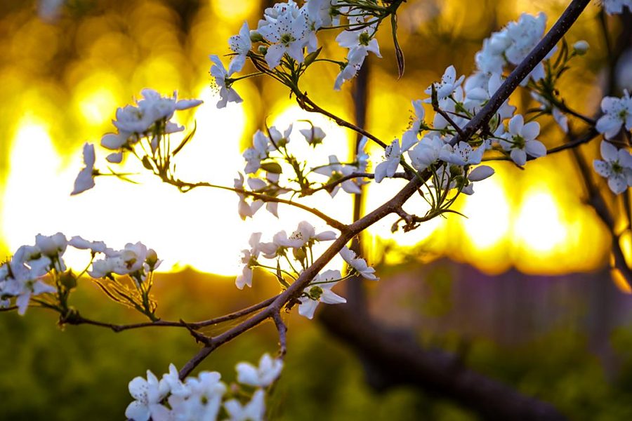 Blossom at golden hour