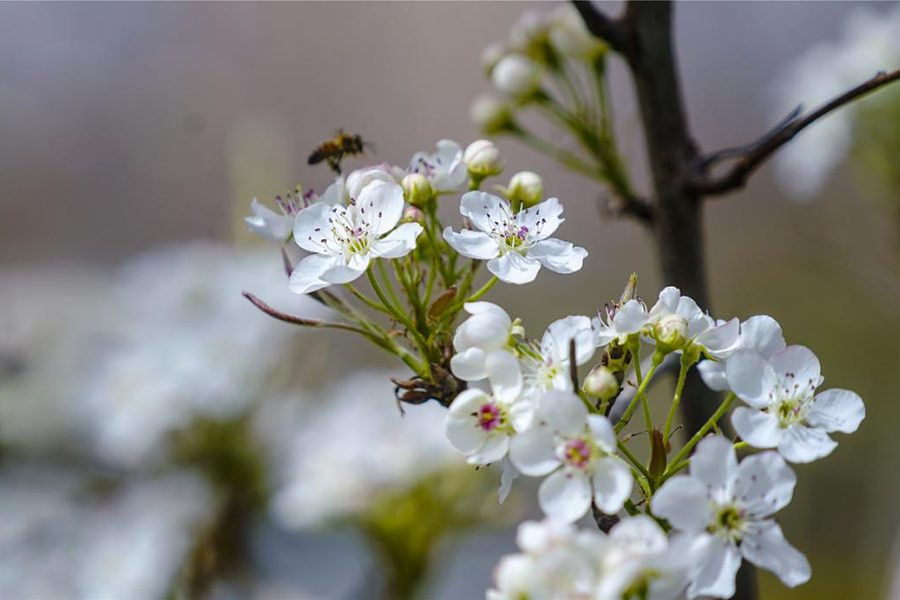 Blossom and honeybee