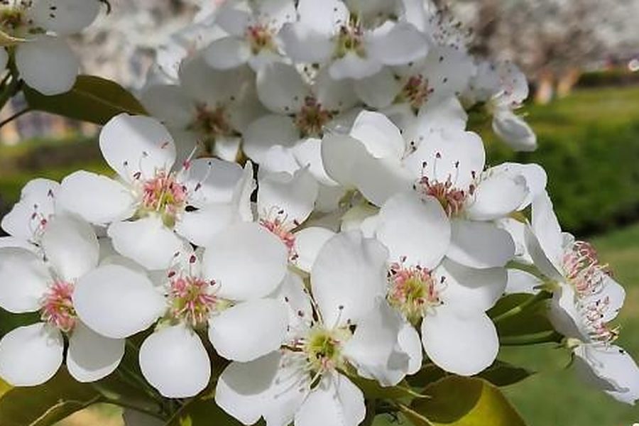 Blossom clusters