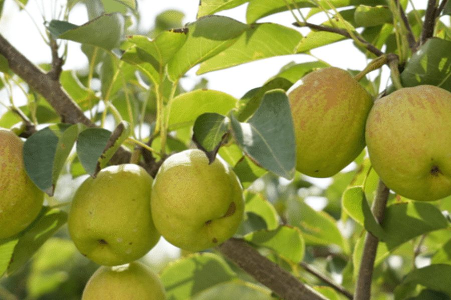 Korla fragrant pears on the branch