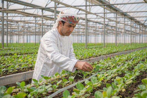 Greenhouse farming