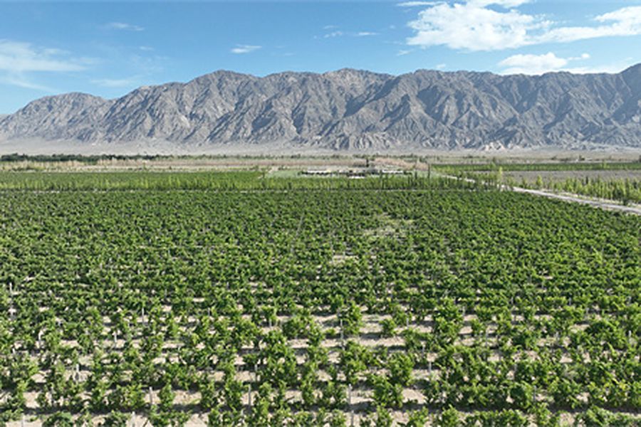 Vineyard at the foot of the Huola Mountains