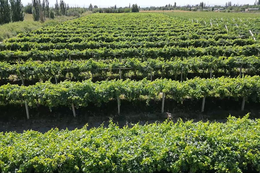 Vineyard trellis rows