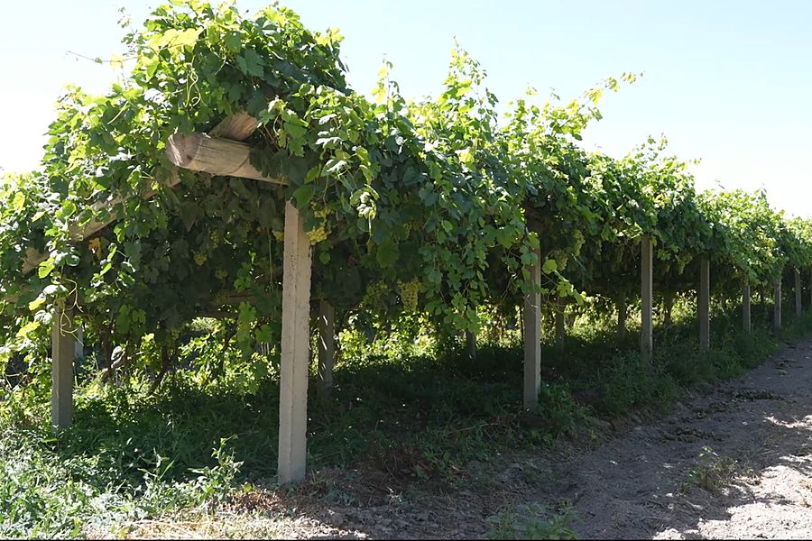 Vineyard trellis close-up