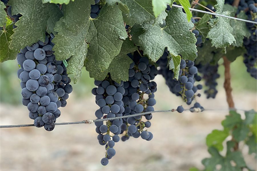 Wine grapes on the vine