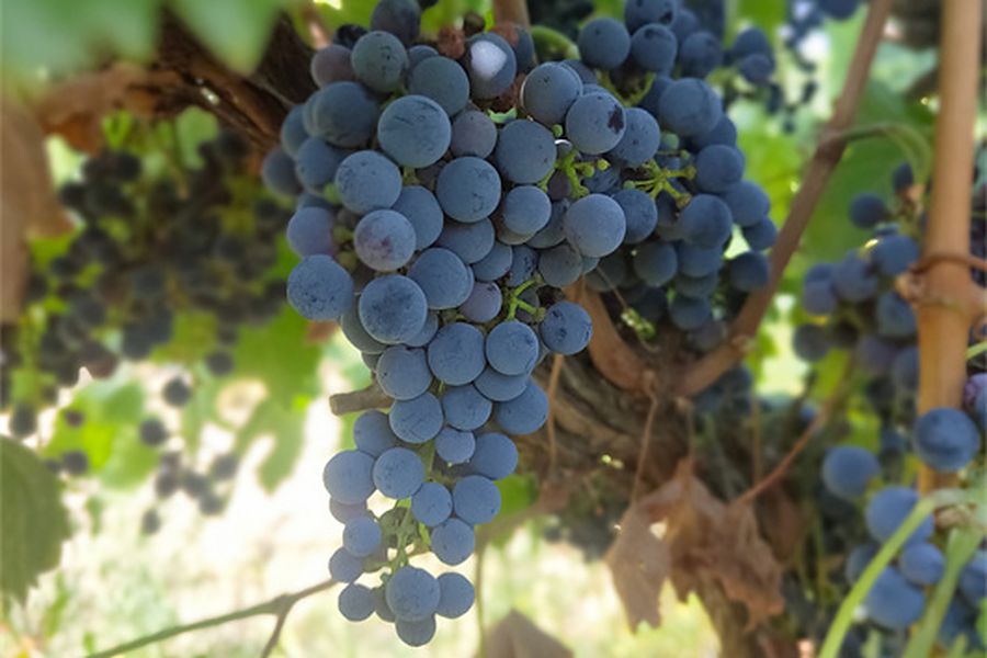 Ripe purple grapes