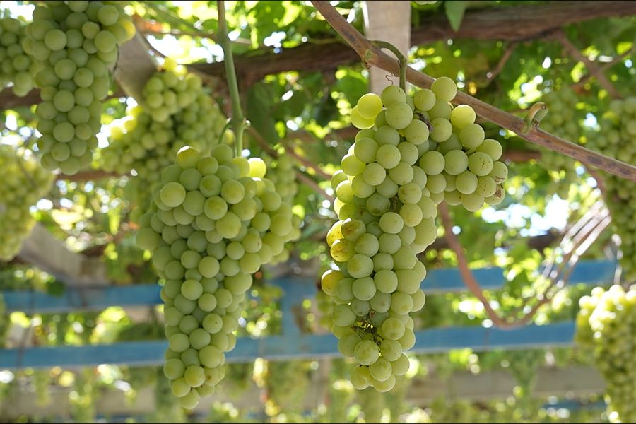 White grapes on the vine