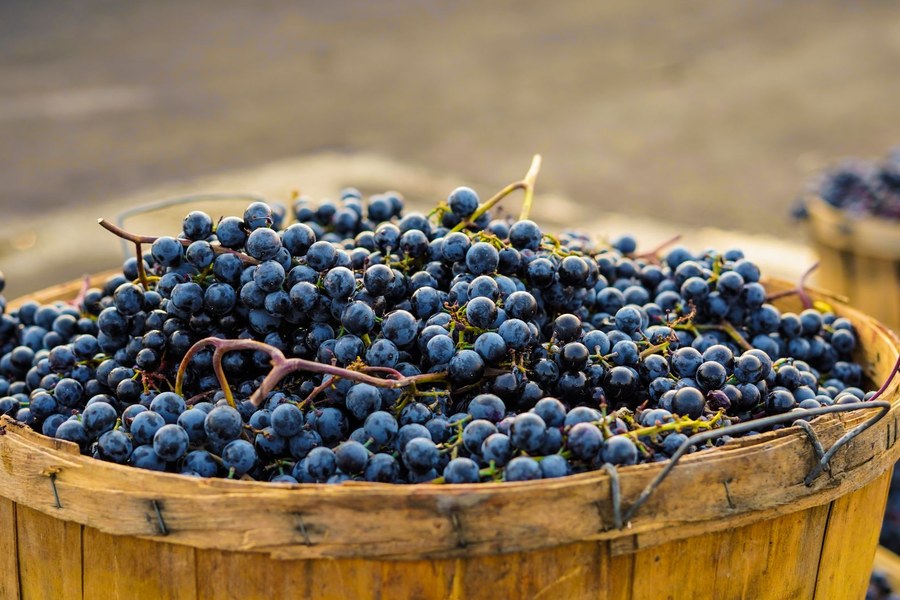Wine grapes from the harvest
