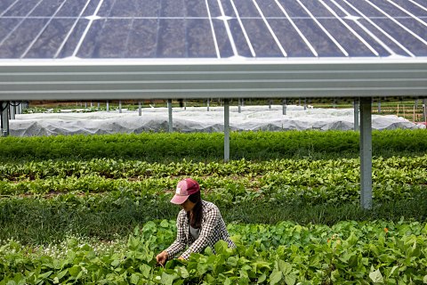 Agrivoltaics