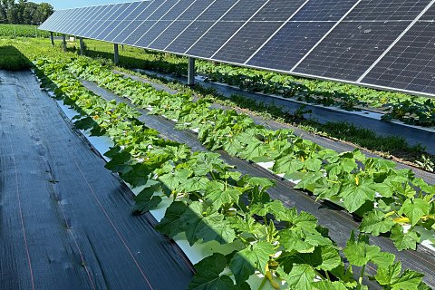 Agrivoltaics