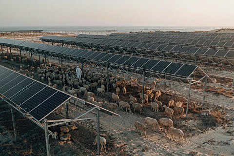Livestock under PV