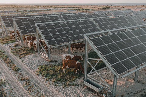 Livestock under PV