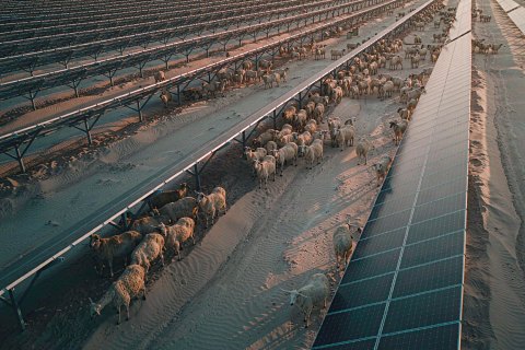 Livestock under PV
