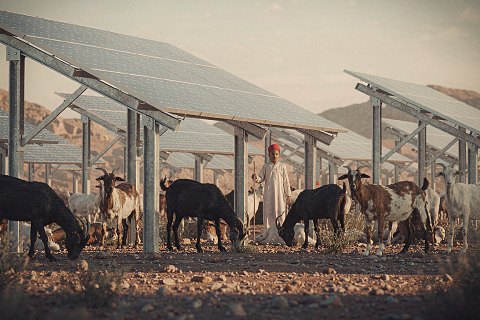 Livestock under PV