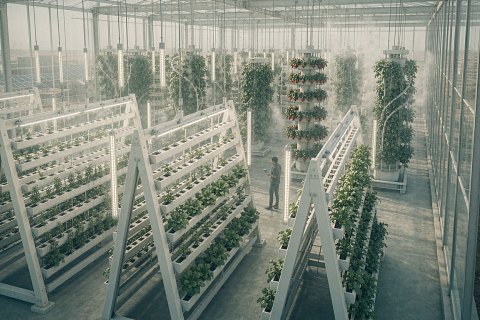 Soilless cultivation